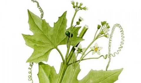 Potencialex include Brionia Laciniosa